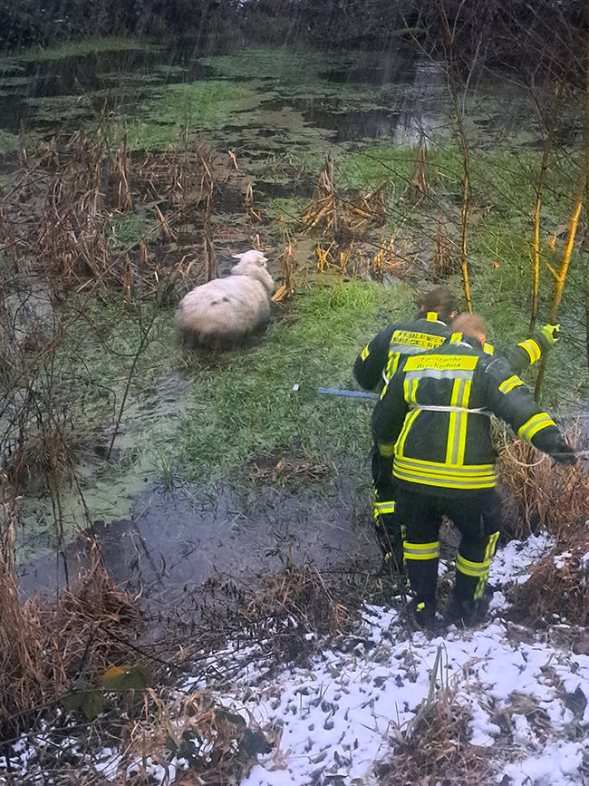 Feuerwehr Breckerfeld TH Tierrettung 2025 01 081 s